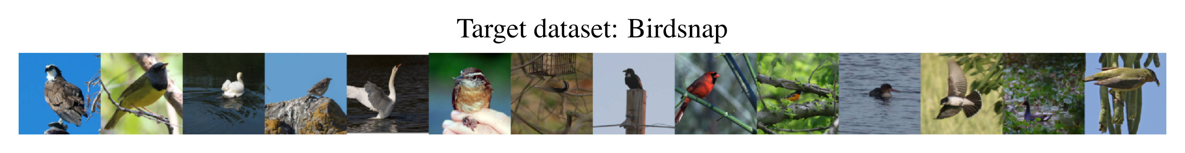 Birdsnap target dataset.