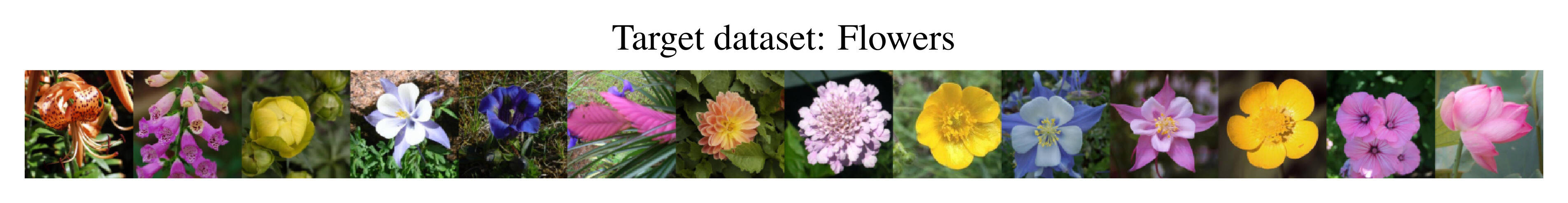 Flowers target dataset.